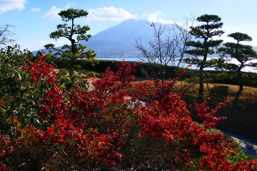 紅葉と桜島