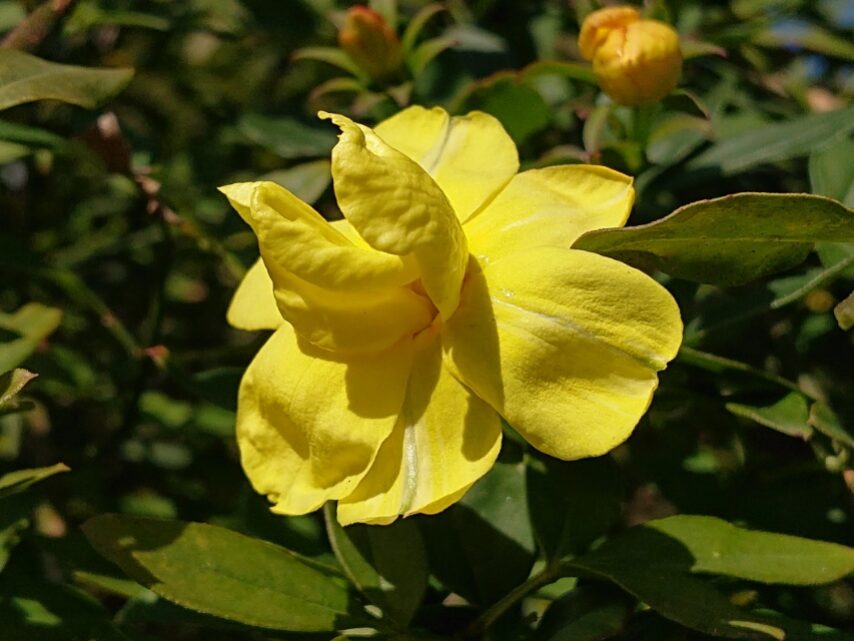 ウンナンオウバイ