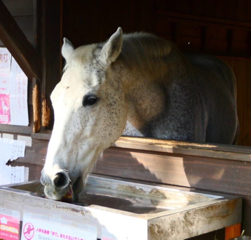 鹿児島神宮の御神馬 清嵐