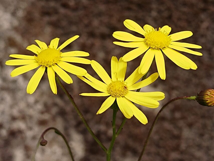 ナルトサワギク