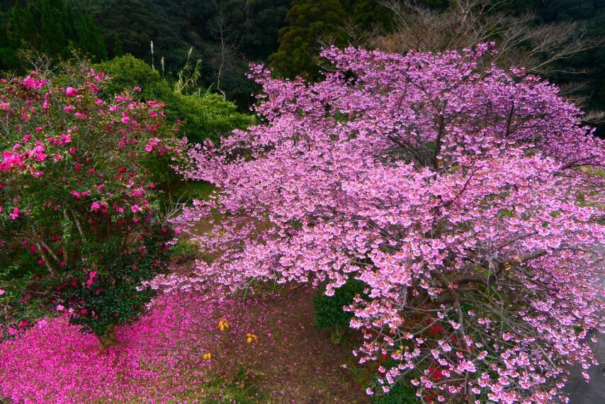 峰尾峠のカンヒザクラ-2