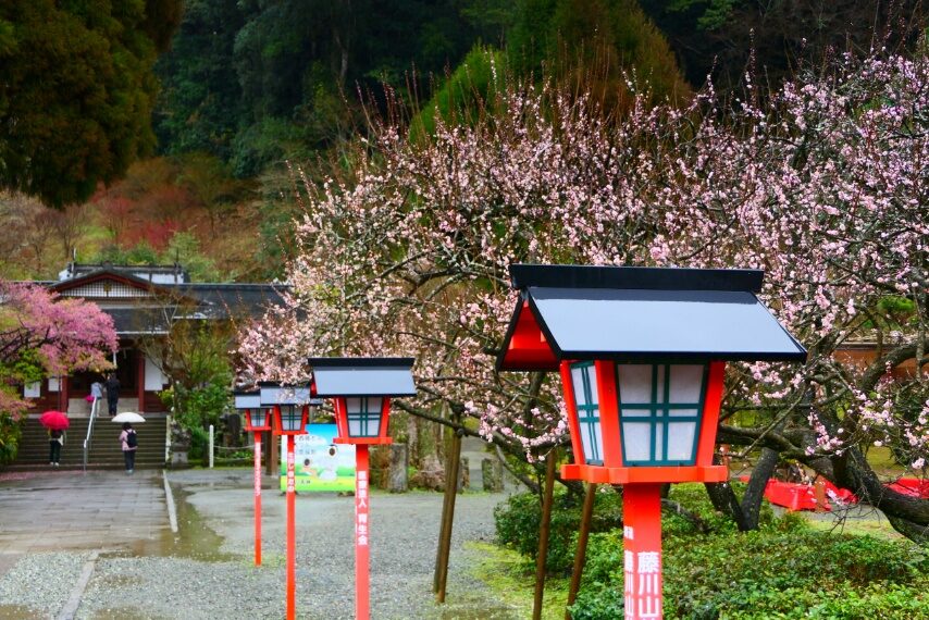 藤川天神の臥竜梅が満開-3