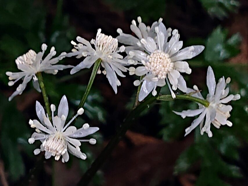 セリバオウレン(雄花)