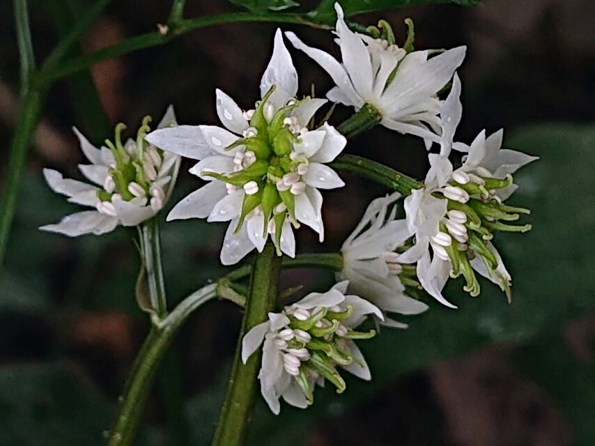 セリバオウレン(両性花)