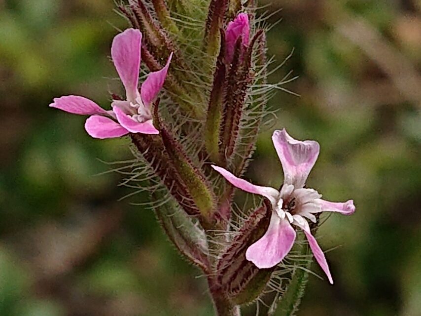 シロバナマンテマ