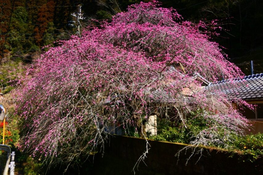 川内高城温泉のシダレウメ