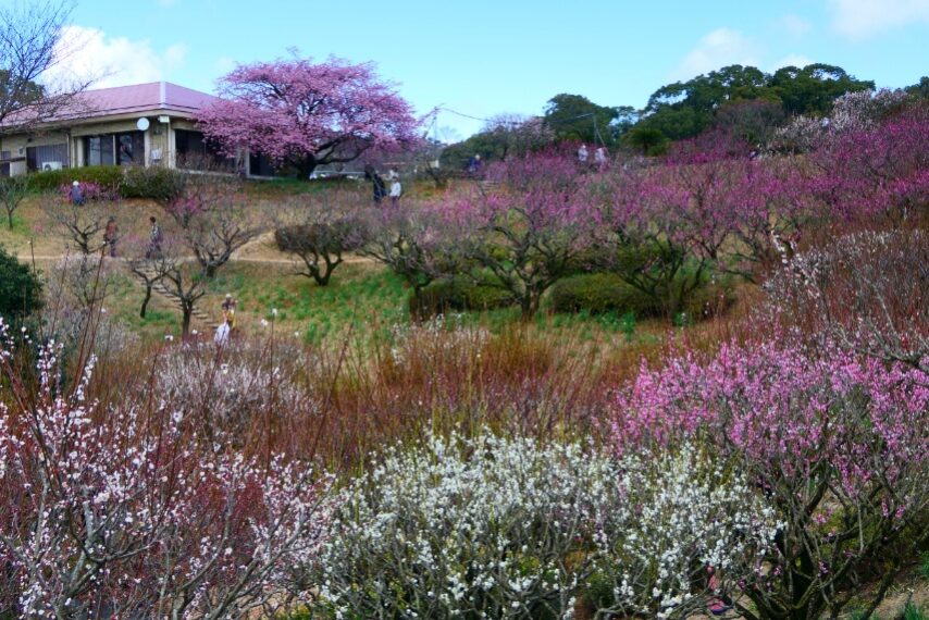 カワヅザクラやウメ