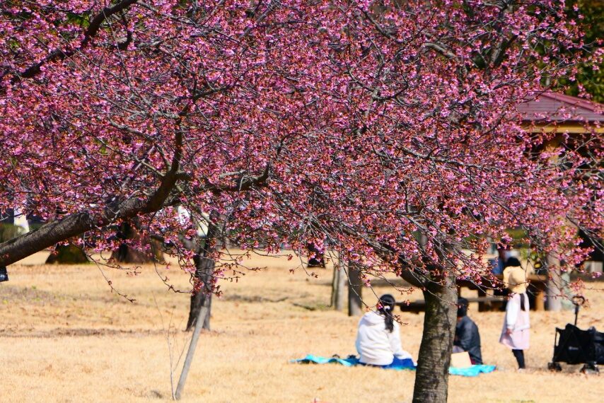 カワヅザクラやウメ
