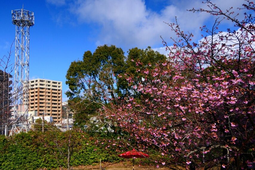 石橋記念公園のカワヅザクラ