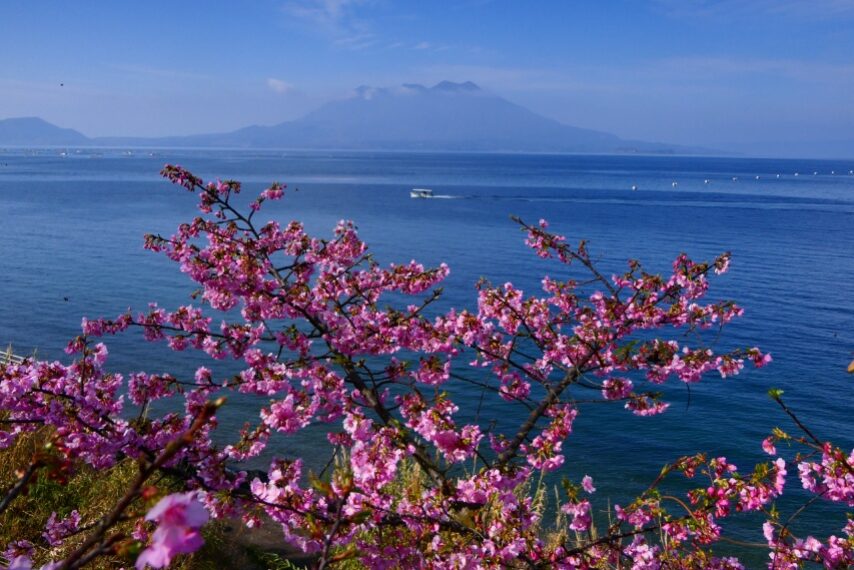 垂水のカワツザクラ