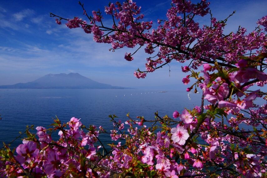 垂水のカワツザクラ