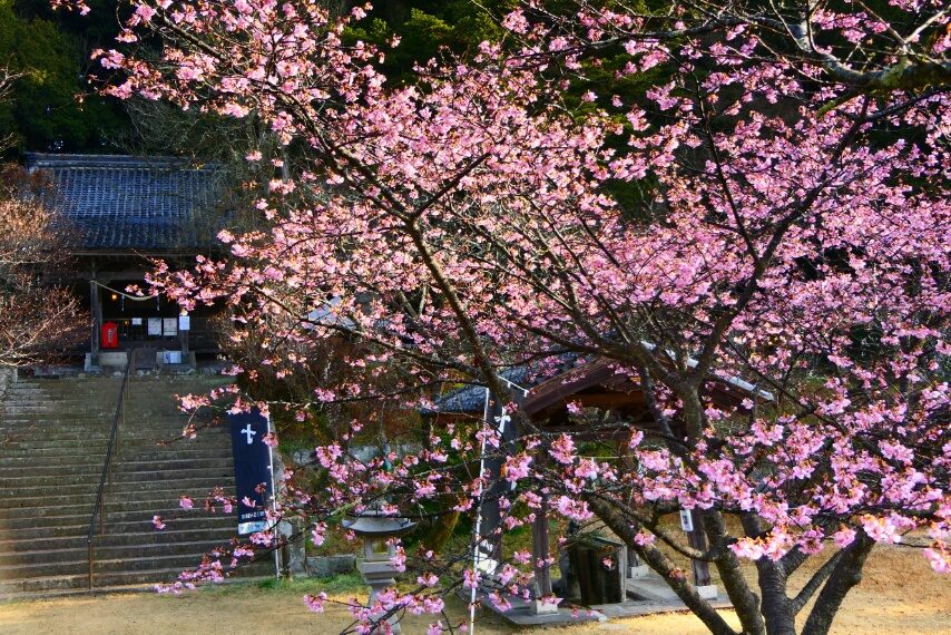 精矛神社のカワヅザクラ