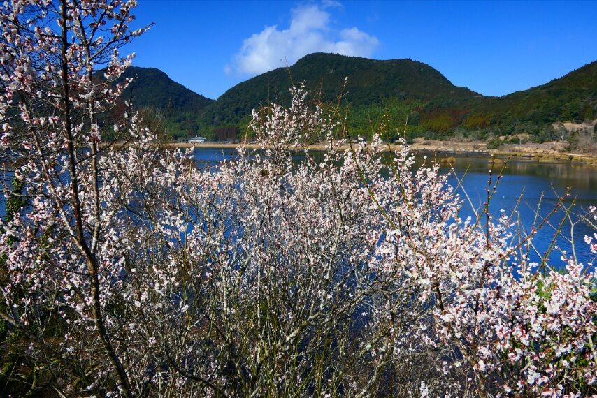 藺牟田池のウメ