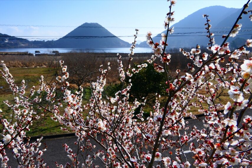 藺牟田池のウメ