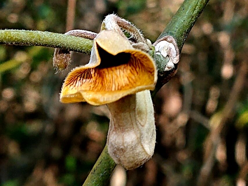 オオバウマノスズクサ