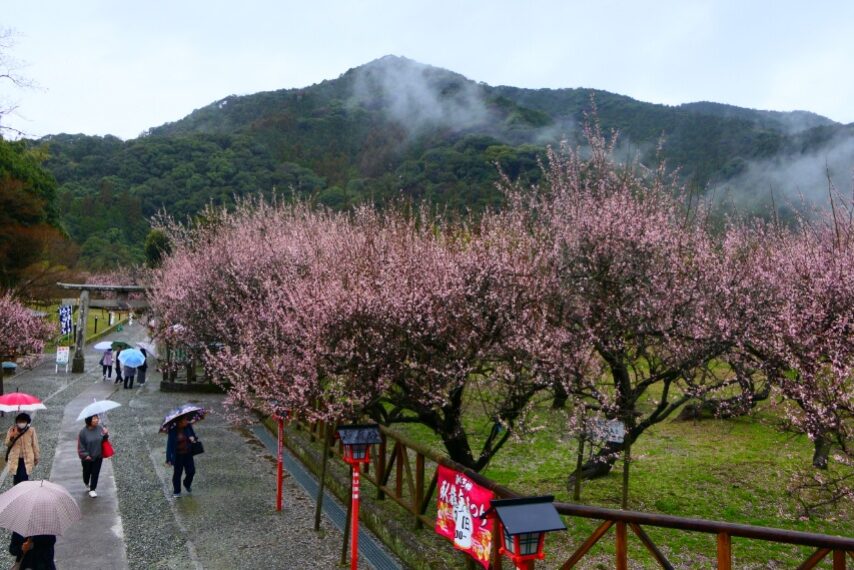 藤川天神の臥竜梅が満開-2