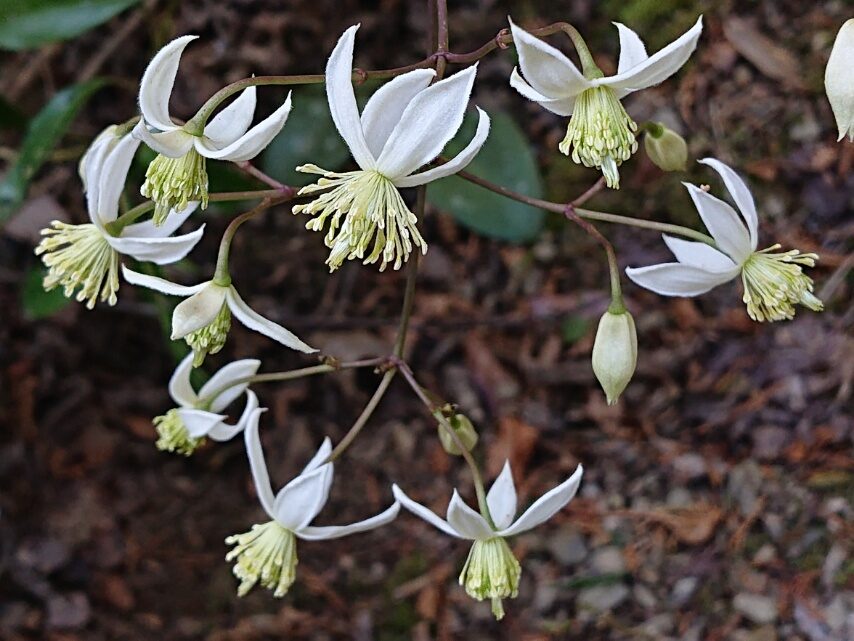 ヤマハンショウヅル②