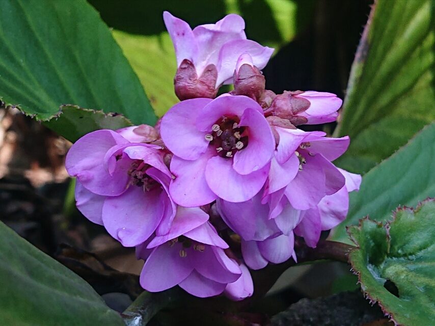 ヒマラヤユキノシタ