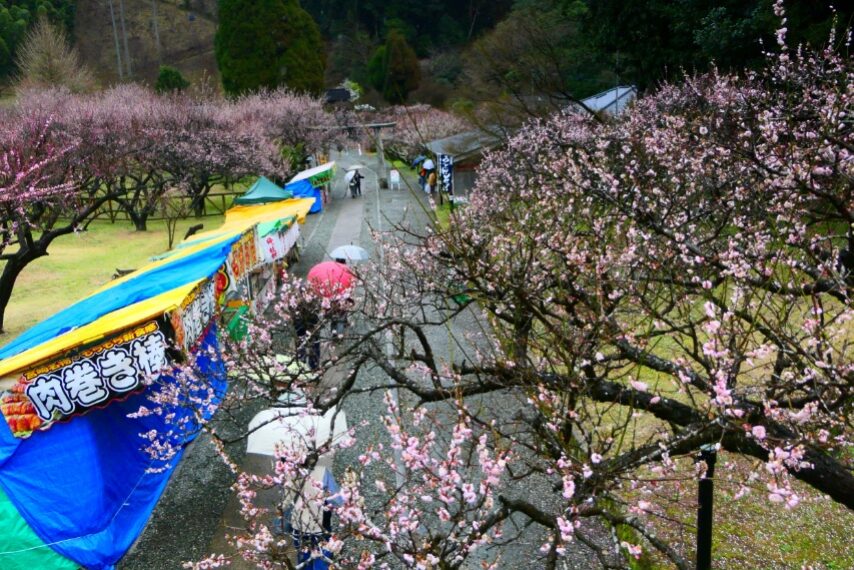 藤川天神の臥竜梅が満開-4