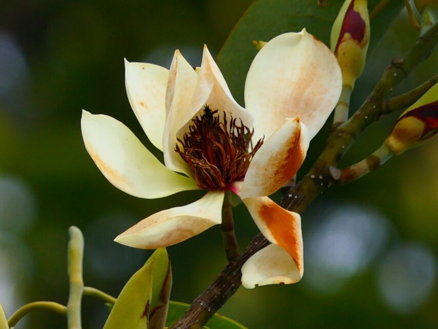 ミヤマガンショウカ