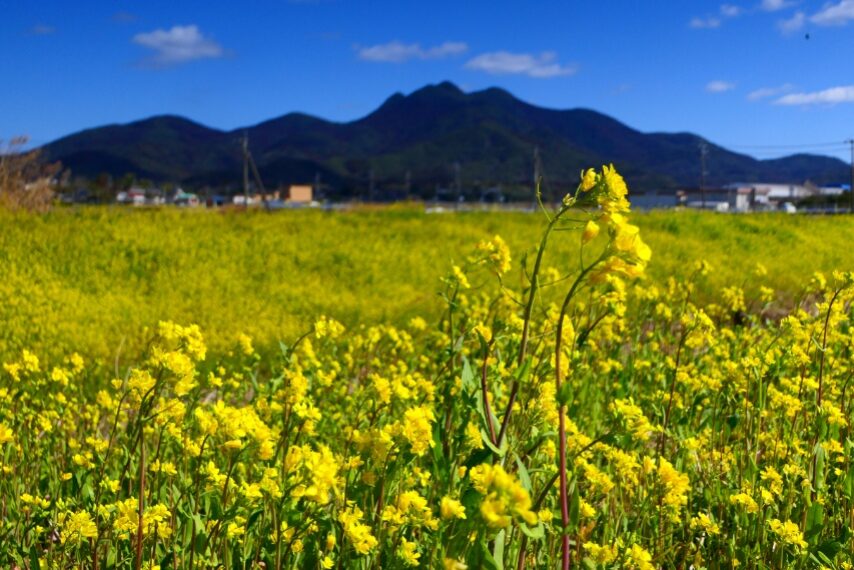 金峰町のナノハナ-1