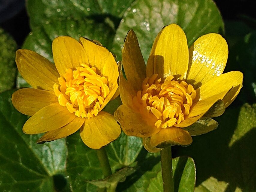 ヒメリュウキンカ