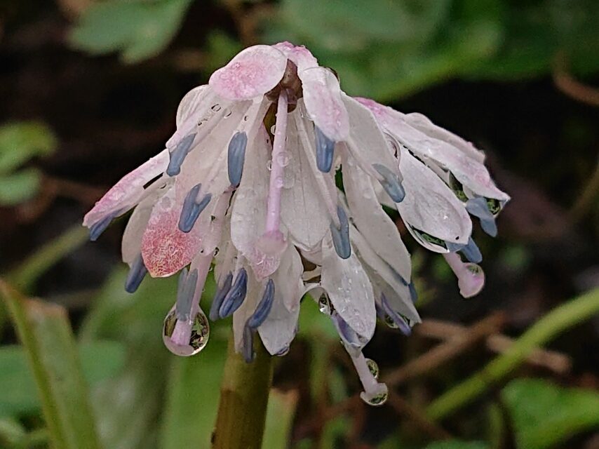 ショウジョウバカマ-2