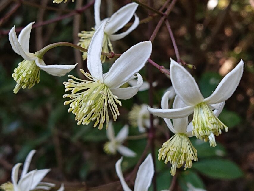 ヤマハンショウヅル①