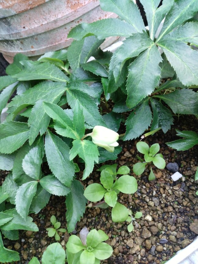 クリスマスローズ