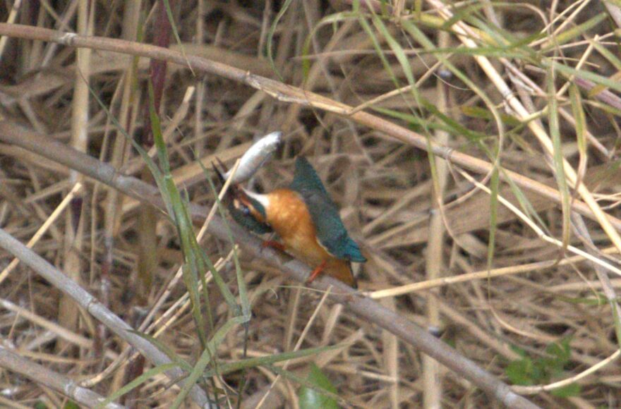 e0f0b2fa8171abf6ce3a56213af06fcf