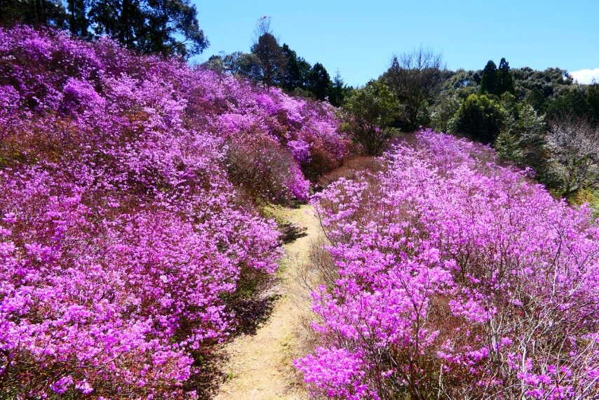 さつま町岩つつじ山のイワツツジ(ハヤトミツバツツジ)が満開-4