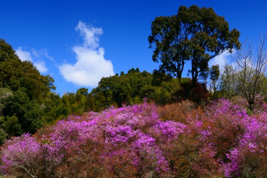 さつま町岩つつじ山のイワツツジ(ハヤトミツバツツジ)が満開-5