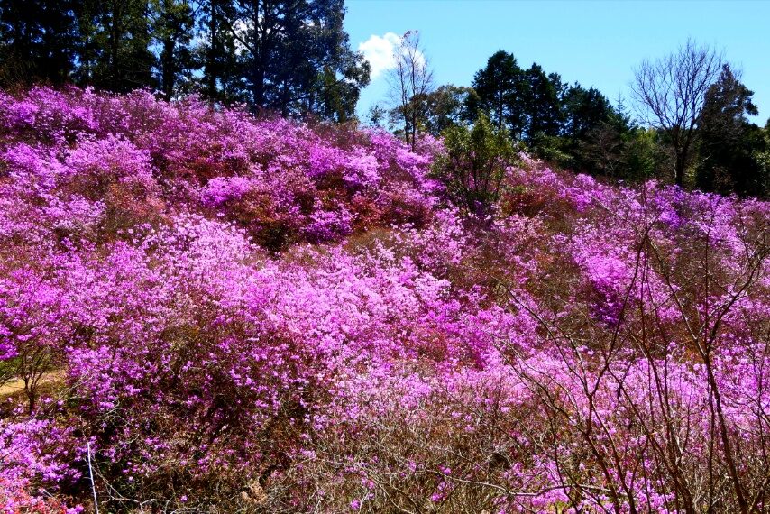 さつま町岩つつじ山のイワツツジ(ハヤトミツバツツジ)が満開-3