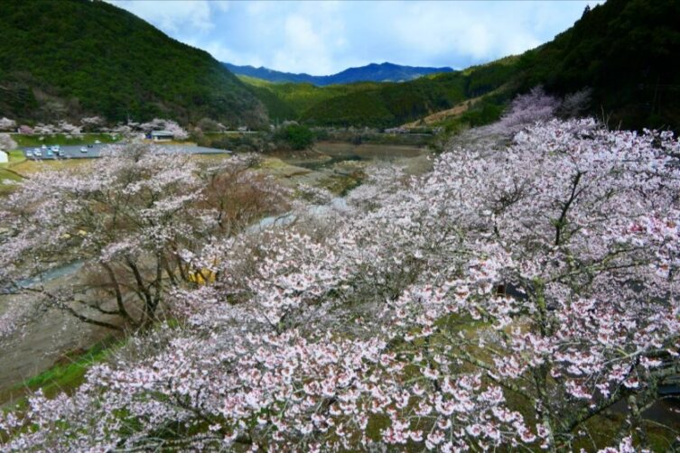 市房ダム湖畔のサクラ満開-5
