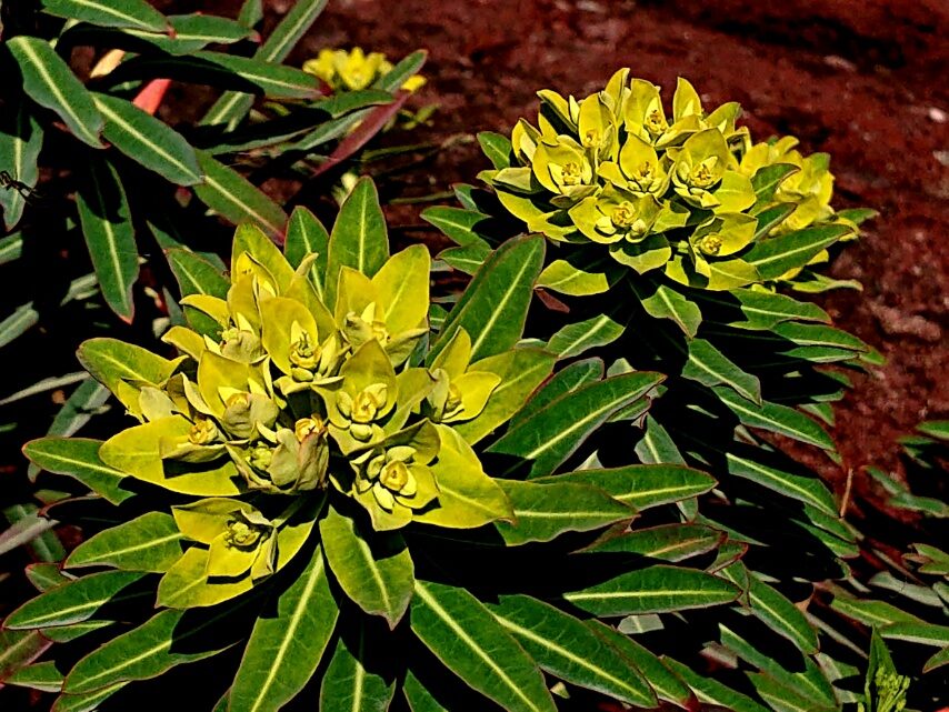 イワタイゲキ②