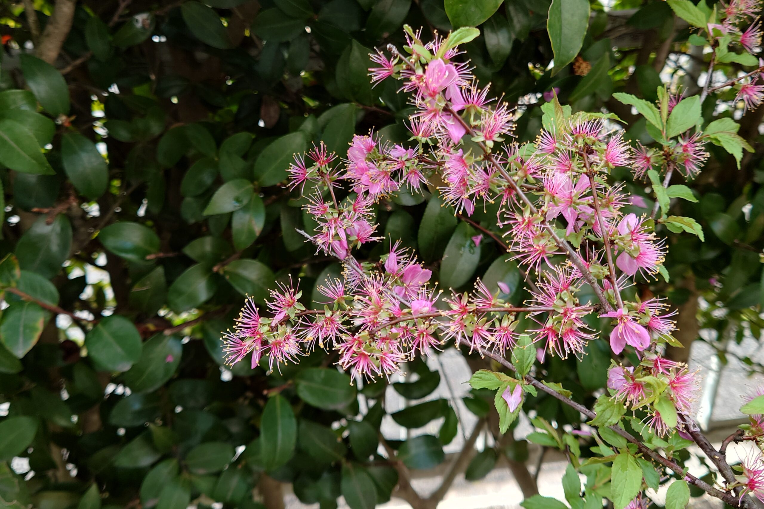 我が家のニワウメ-4