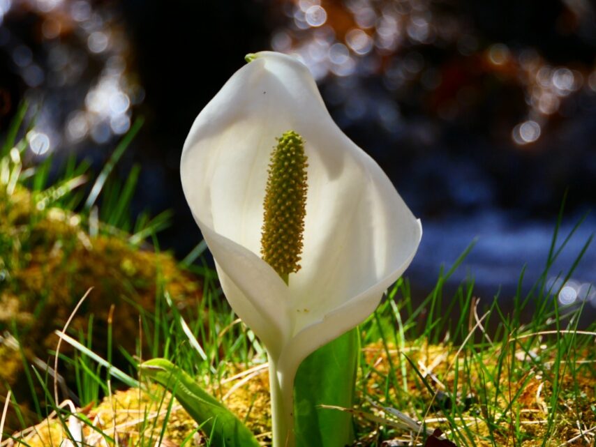 ミズバショウ(湿生花園)