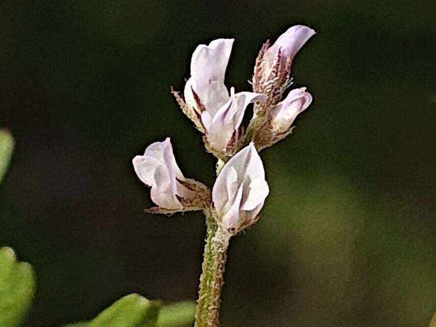 スズメノエンドウ