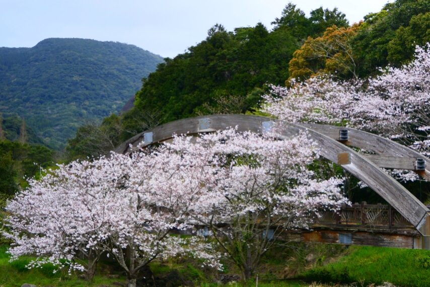 冠岳花川砂防公園のサクラが満開-1