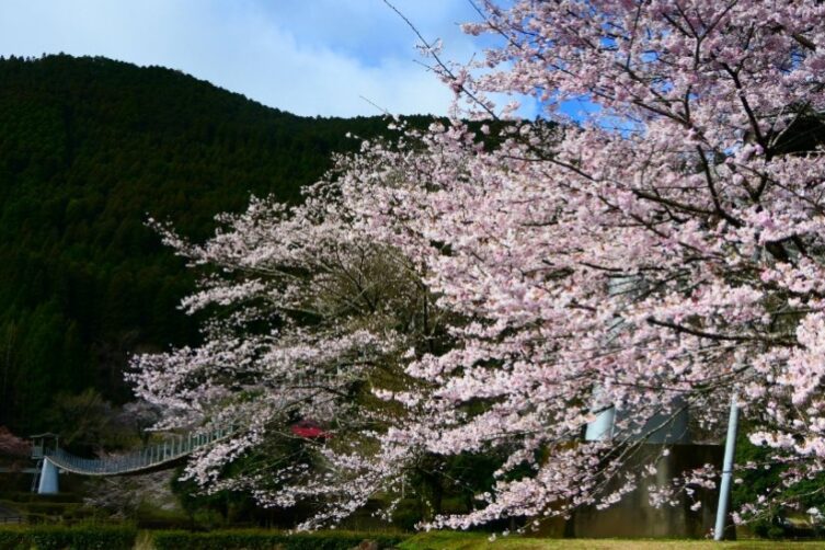 市房ダム湖畔のサクラ満開-4