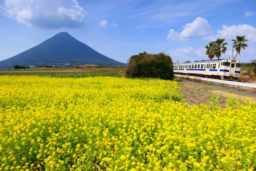 ナノハナ越しに、薩摩富士開聞岳と指宿枕崎線のキハ❗