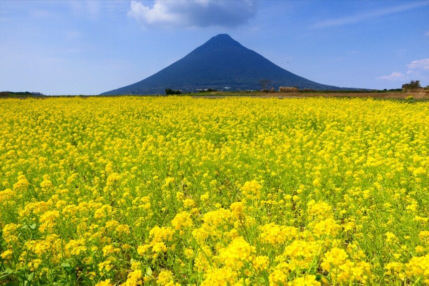 ナノハナ越しに、薩摩富士開聞岳❗