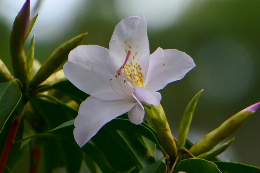 アマミセイシカ