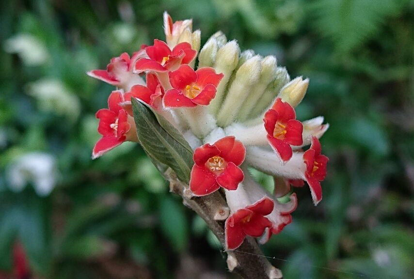 ベニバナミツマタ