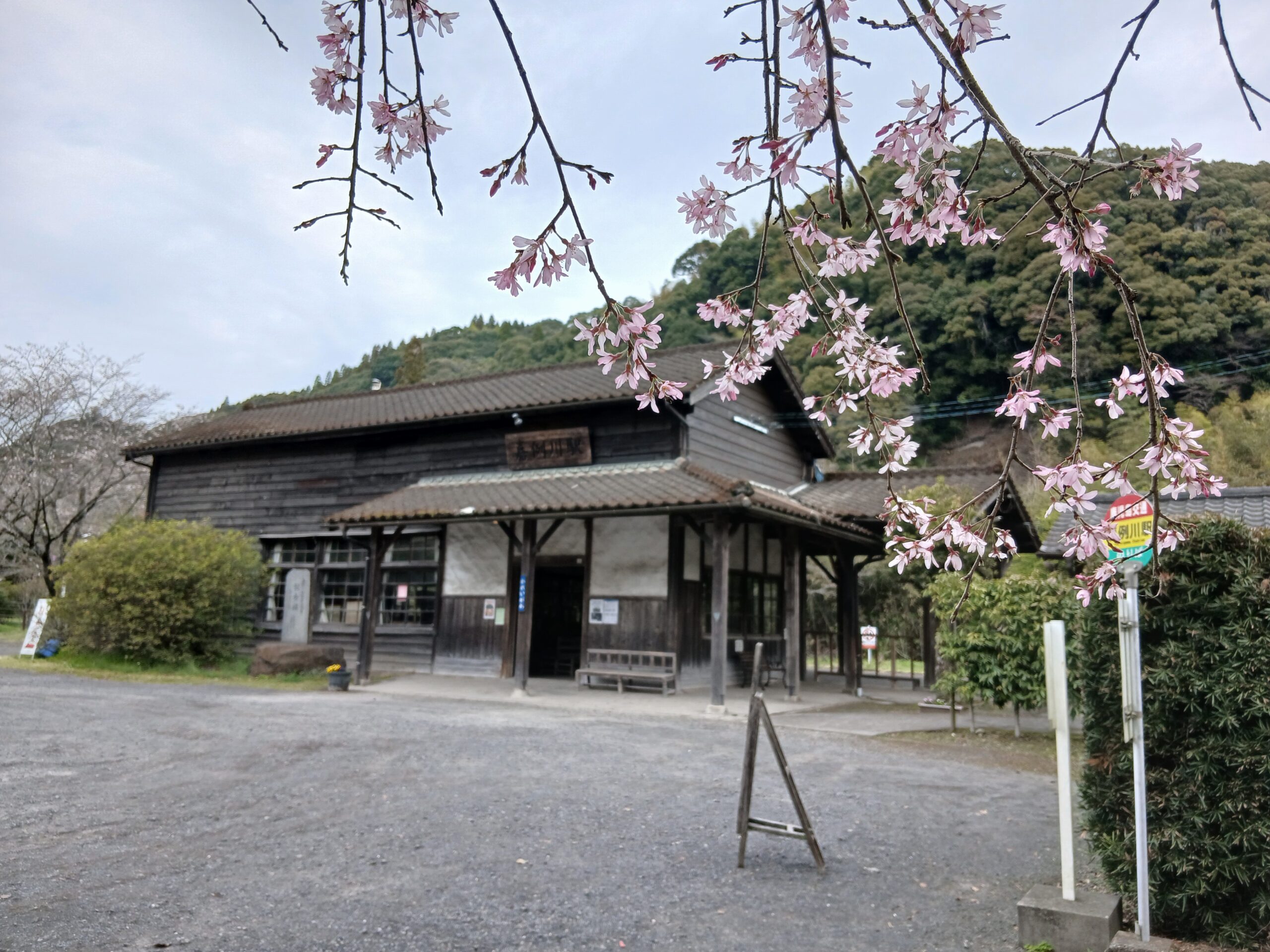嘉例川駅の桜は1～2分咲き