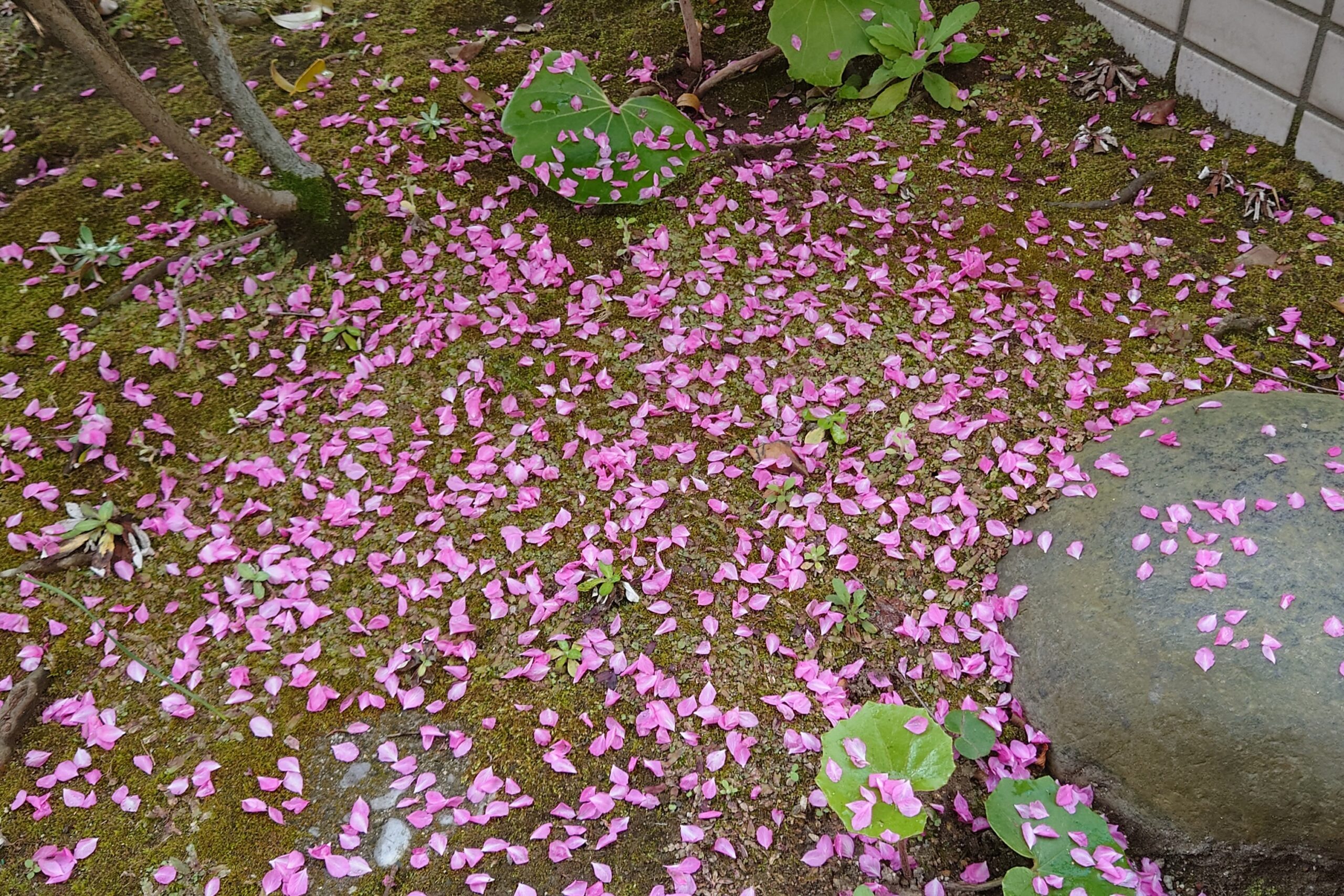 我が家のニワウメ-3