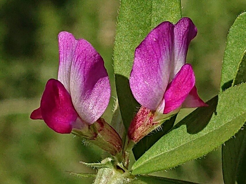 カラスノエンドウ