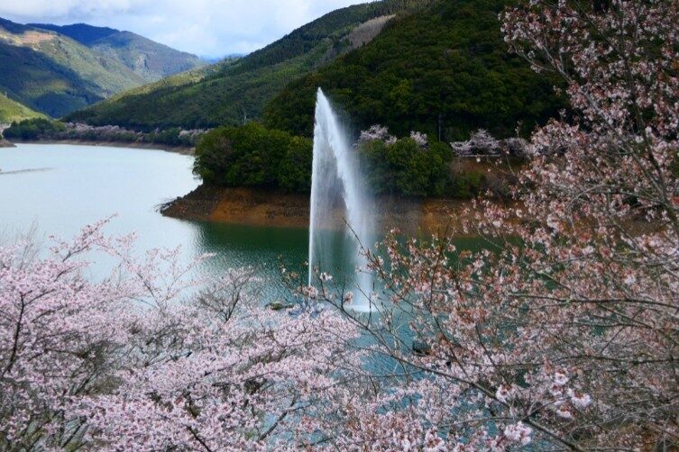 市房ダム湖畔のサクラ満開-1