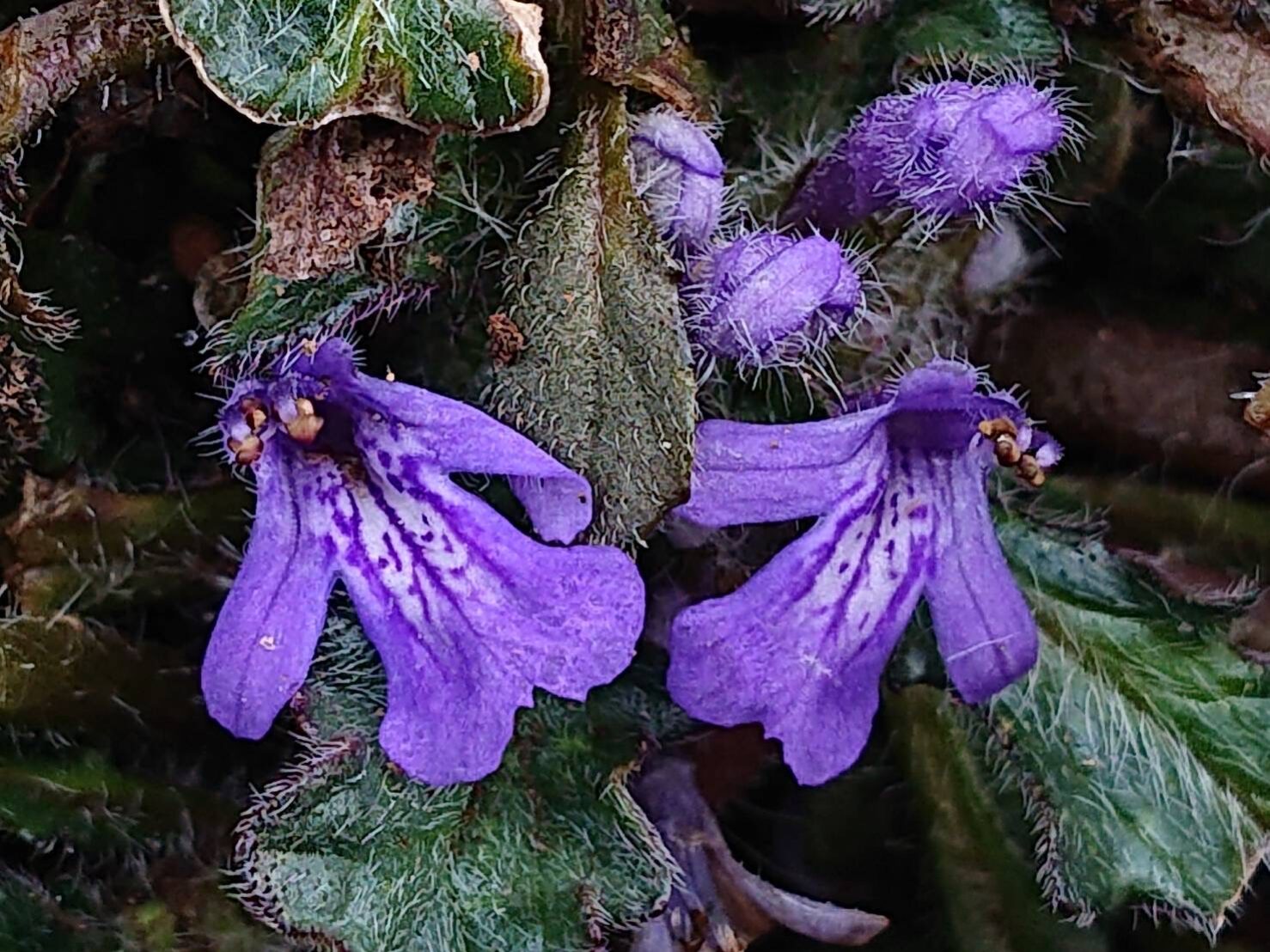 キランソウ(紫)