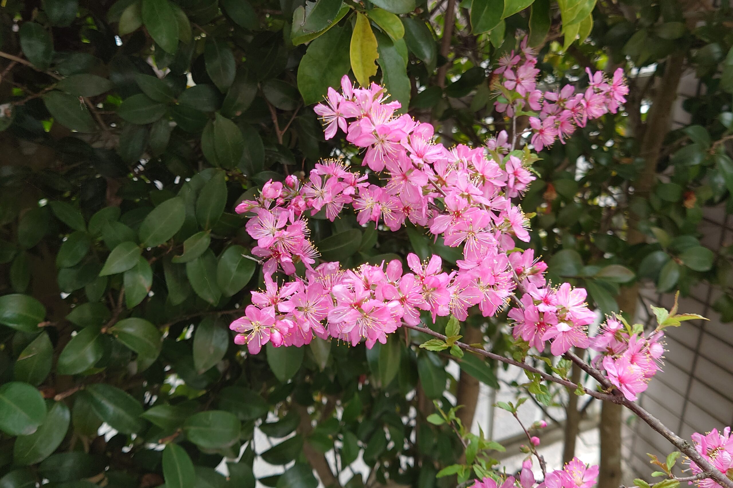 我が家のニワウメ-2